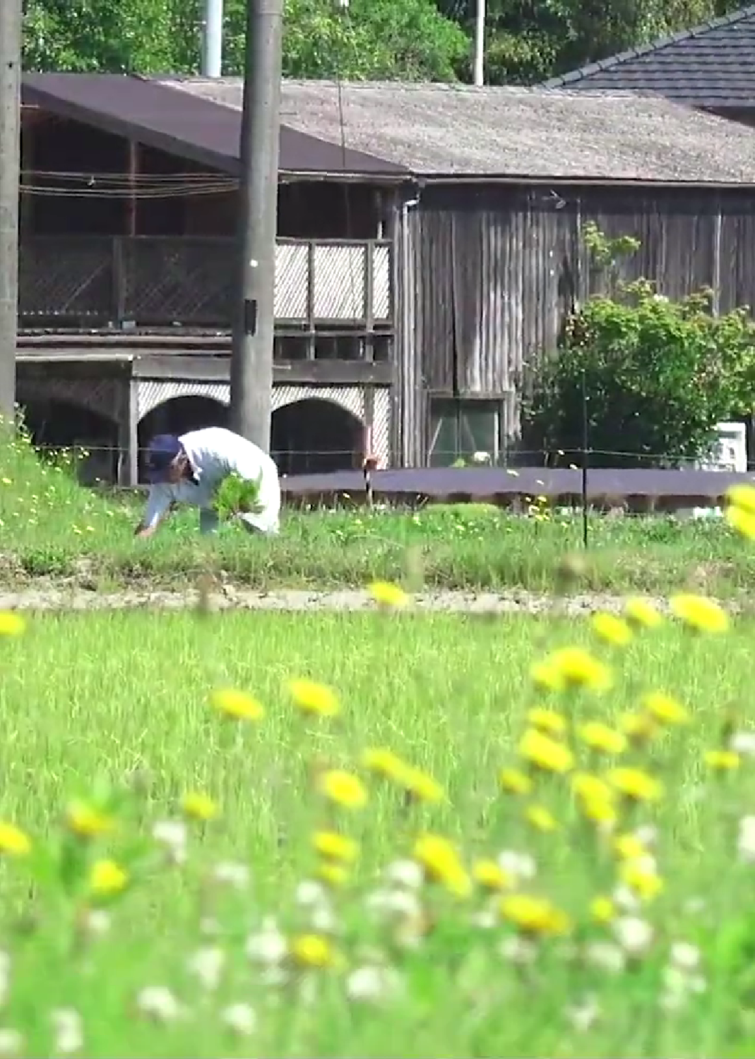 畑で作業をしている人