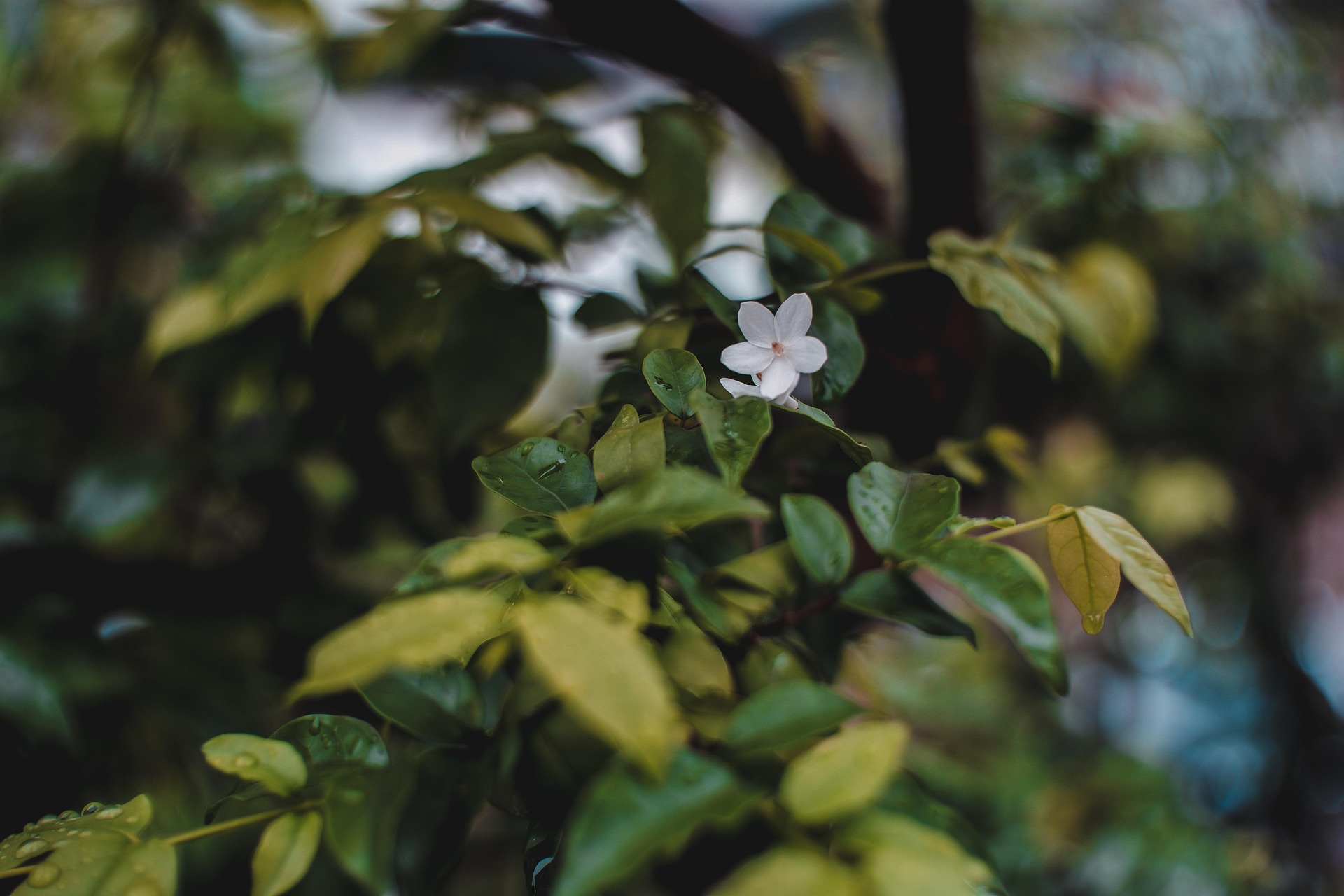 桜の花びらと葉